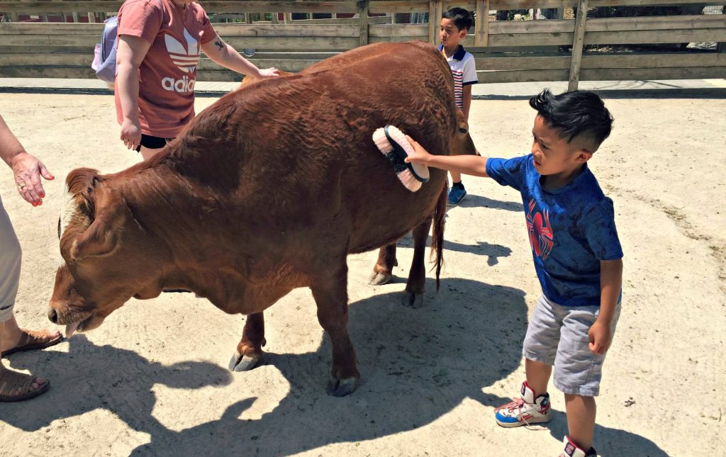 randall oaks zoo