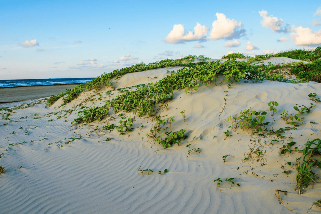 Top Things to Do in South Padre Island, Texas